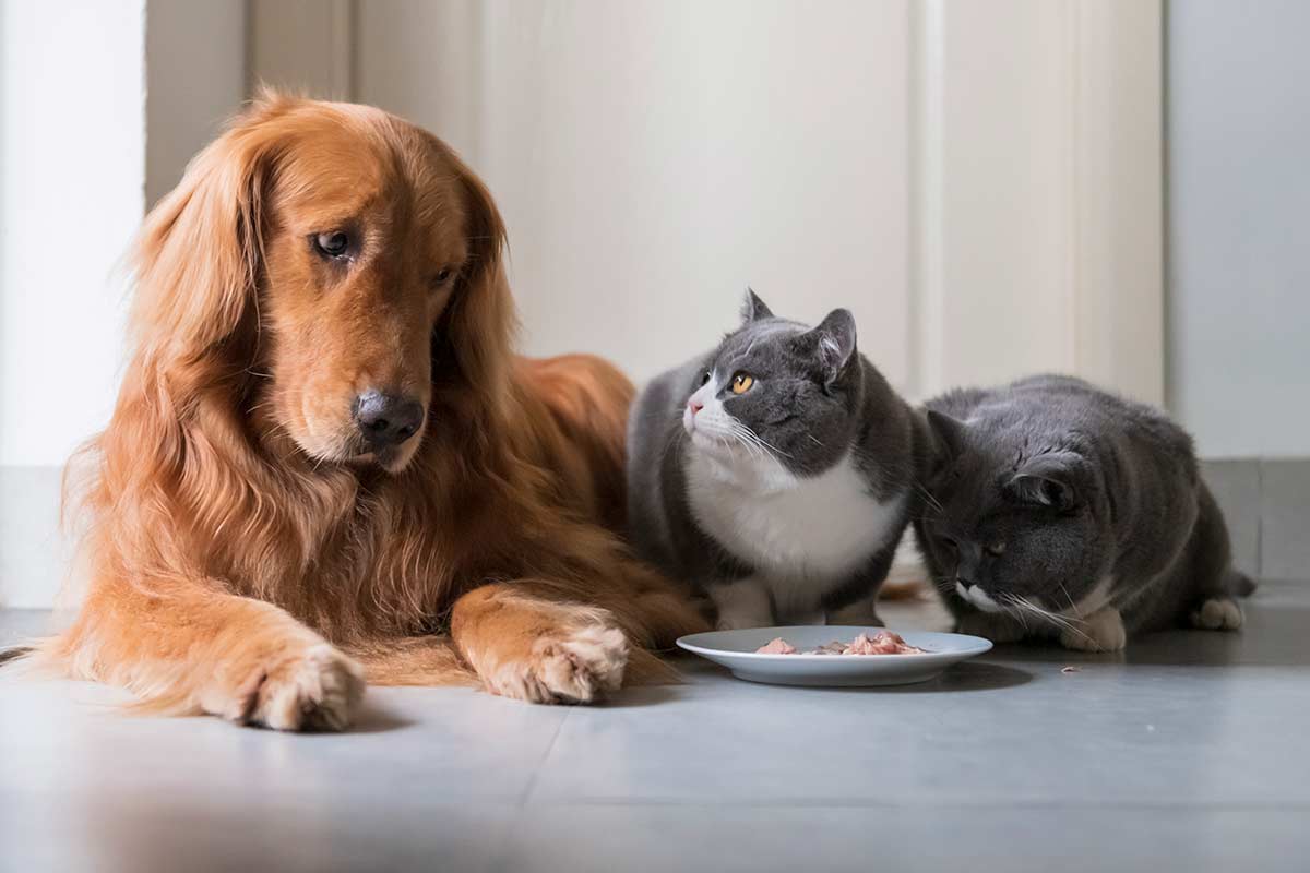 BARF Fütterung Kurs für Tierhalter Hunde und Katzenfütterung