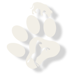 Logo-tiergefluester-ausbildung-tierkommunikation-symbol-header Tierkommunikator Tierkommunkatorin Ausbildung Tierenergetiker